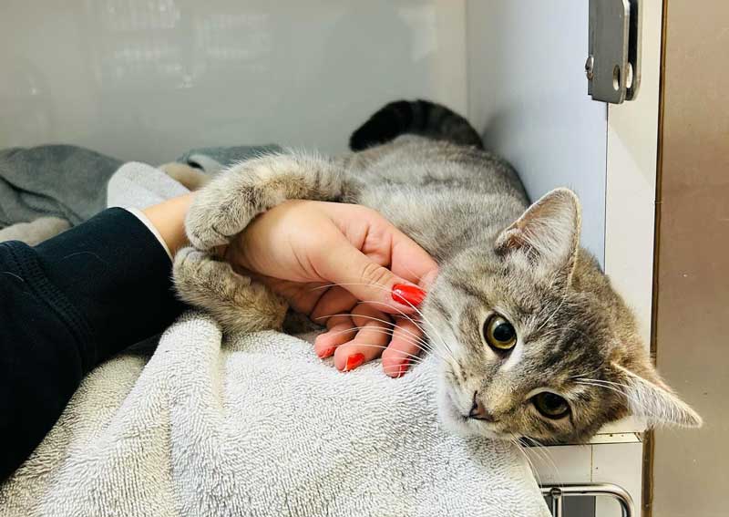 Carousel Slide 3: Cat veterinarians