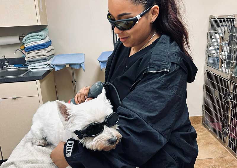 Carousel Slide 4: Pet Laser Therapy